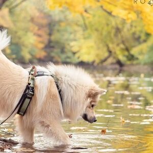 Made To Roam Explorer harness size 3